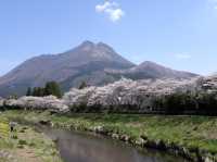 พาชมซากุระริมแม่น้ำ Oita | Yufuin