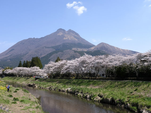 พาชมซากุระริมแม่น้ำ Oita | Yufuin