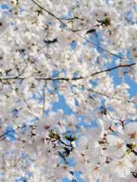 People’s Park : A Hidden Sakura Gem in the City Center
