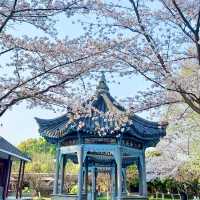二七公園·朱簷與粉櫻共舞