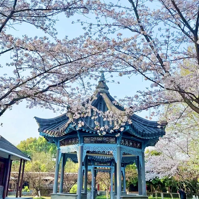 二七公園·朱簷與粉櫻共舞