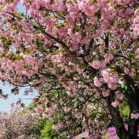 Misa lake Park: Where Spring Unfolds in Double Bloom