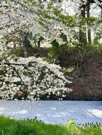 Tohoku Sakura Guide 🌸🗾｜More Peaceful than Tokyo or Kyoto, Yet Absolutely Breathtaking!"
