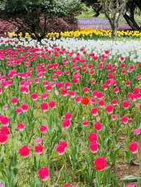 Tulip Blooms at Haneulbit Arboretum