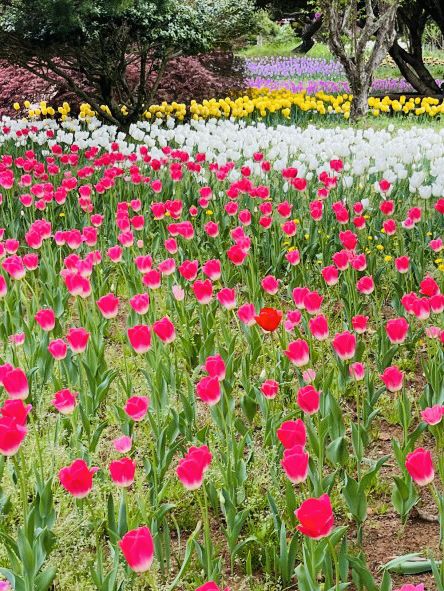 Tulip Blooms at Haneulbit Arboretum