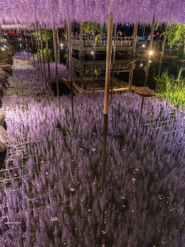 え？これ無料で見れるん？死ぬ前に絶対に見ておきたい藤棚の絶景✨