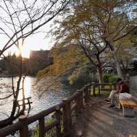  “Petals on the Pond: The Tranquil Beauty of Inokashira Park in Sakura Season”