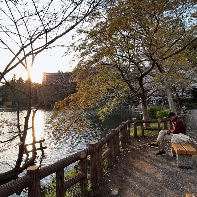  “Petals on the Pond: The Tranquil Beauty of Inokashira Park in Sakura Season”