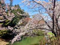札幌中島公園，市中心最便捷的賞櫻綠洲