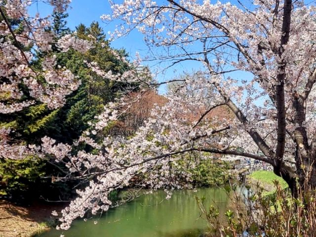 札幌中島公園，市中心最便捷的賞櫻綠洲