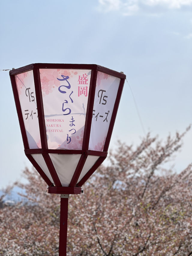 仙台坐車不用1小時！美麗的櫻吹雪 盛岡城跡公園