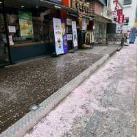 首爾市區也有絕美櫻花路🌸新村櫻花大道