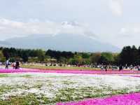 Fuji Shibazakura