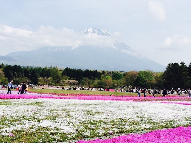 Fuji Shibazakura