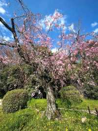 a chill hanami spot