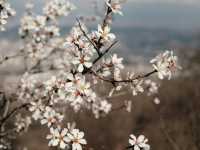 Macon: America’s Cherry Blossom Capital