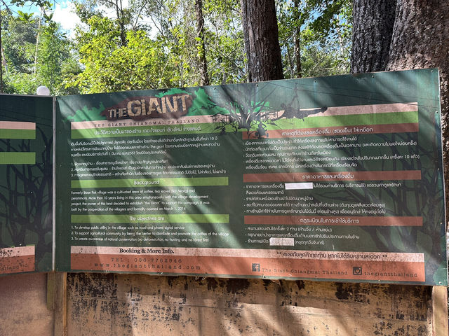 【The Giant Chiang Mai】  空に浮かぶツリーハウスカフェで、コーヒーと絶景を。
