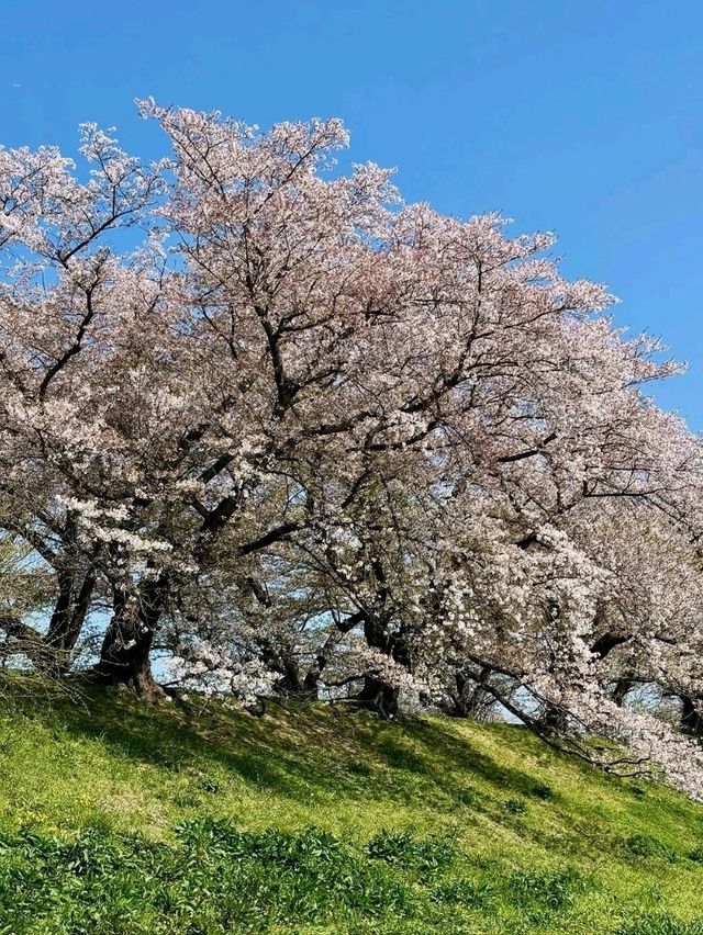 Blossoms & a Hidden Escape