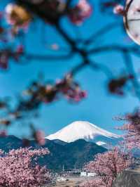 Matsuda Cherry Blossom: A Soft Symphony of Spring