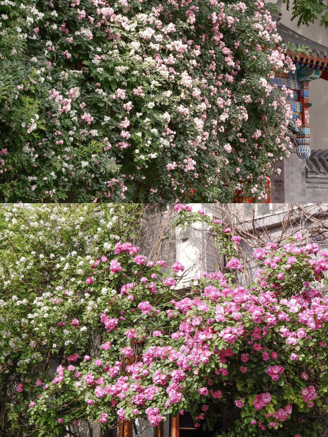 🏮 Beijing in May: Hutong Flower Walk – A Dreamy Spring Stroll