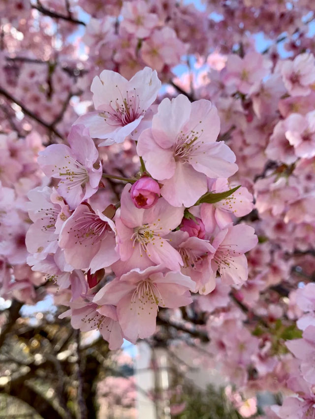 沖繩的早春驚喜：櫻花與藍天的邂逅🌸