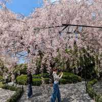 Sakura Magic at Taizo-in 🌸