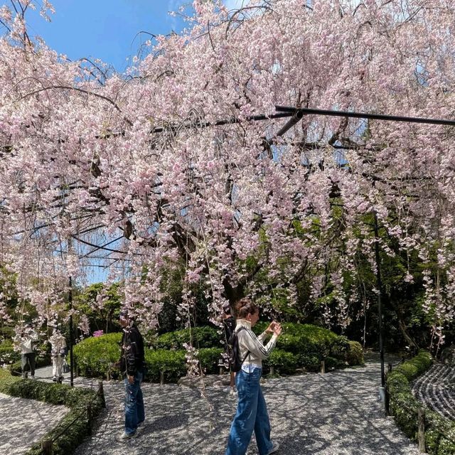 Sakura Magic at Taizo-in 🌸