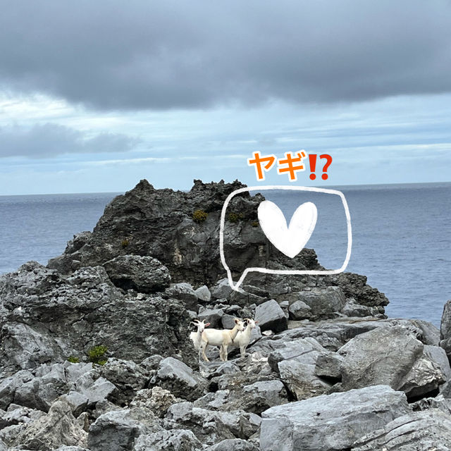 意外と知られていない！沖永良部島の魅力発見👀