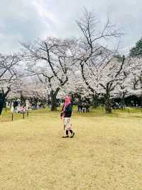 Tokyo Tales – Where Tradition Meets Tomorrow