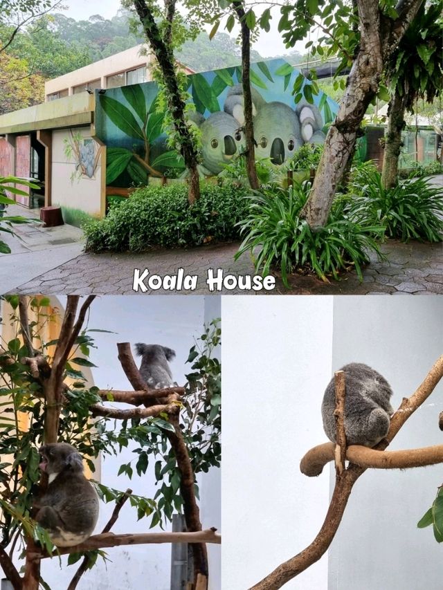 Taipei Zoo 🦓🦒🦚🦡🦘🦛🦙