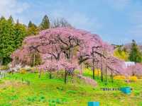 Akiyama’s Cherry Blossom Sweet Spot