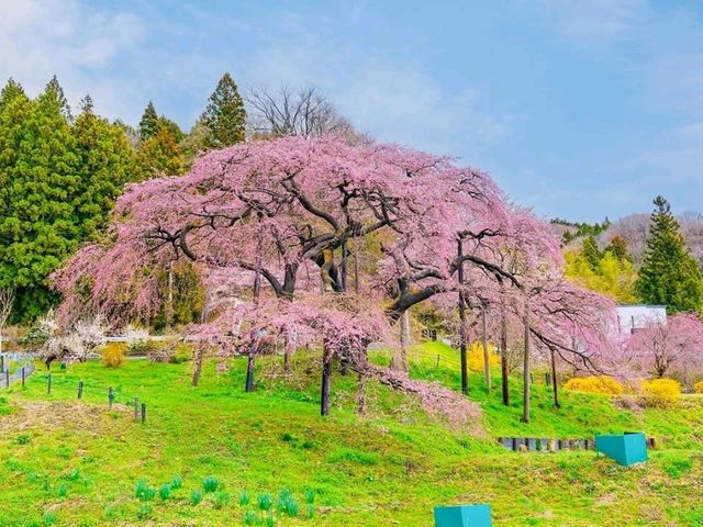 Akiyama’s Cherry Blossom Sweet Spot