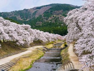1,000 Cherry Trees, Zero Stress 🌸🌿