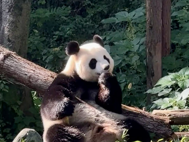 🐼 南京紅山森林動物園 — 意外療癒的城市綠洲，讓我重新愛上自然 🌿