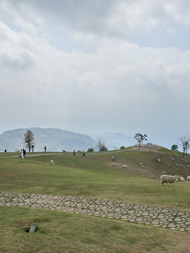 ฟาร์มในฝันที่มีมากกว่าความสวย…🌾🐑