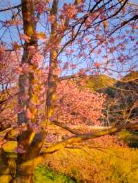 Spring Comes Early in Minami-Izu – Sakura by the Sea