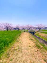 ┃兵庫稲美町┃1キロ続く曇川の桜