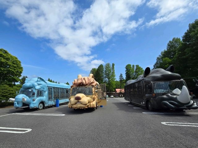 你知道日本有動物園可以餵獅子吃肉嗎？