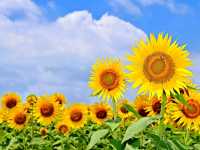 Yanagawa Sunflower Garden – A Golden Oasis by the Sea