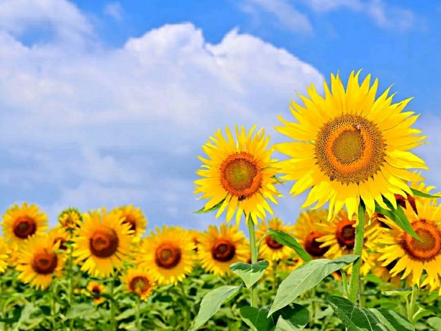 Yanagawa Sunflower Garden – A Golden Oasis by the Sea