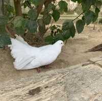 たくさんの種類の鳥に間近で会える動物園🕊️🤍
