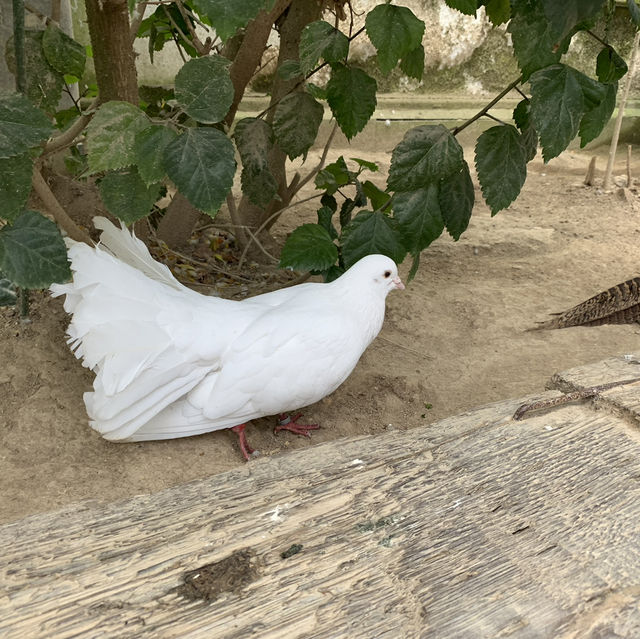 たくさんの種類の鳥に間近で会える動物園🕊️🤍