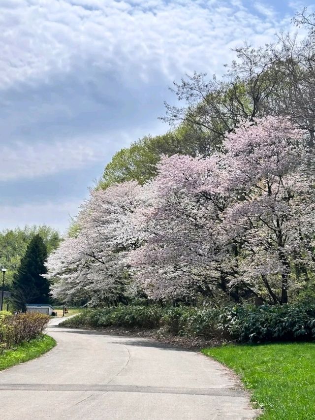 MAKOMANAI PARK.