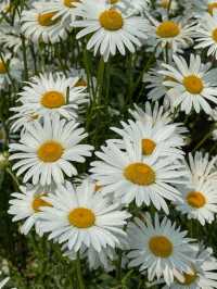 이번 주말 가야 할 동화감성 샤스타데이지 명소🌼