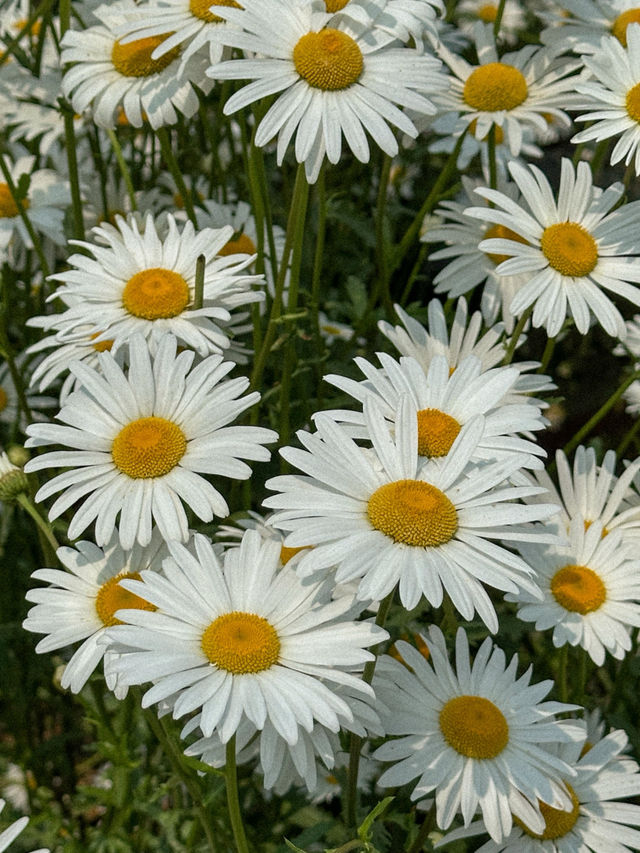 이번 주말 가야 할 동화감성 샤스타데이지 명소🌼