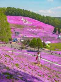 เทศการชิบะซากุระ Higashimokoto Shibazakura Park🌸