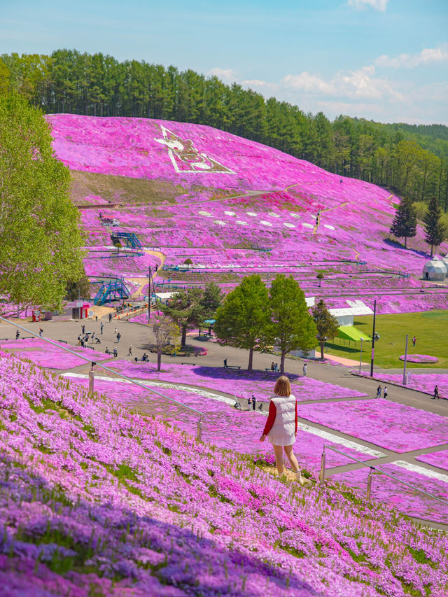 เทศการชิบะซากุระ Higashimokoto Shibazakura Park🌸