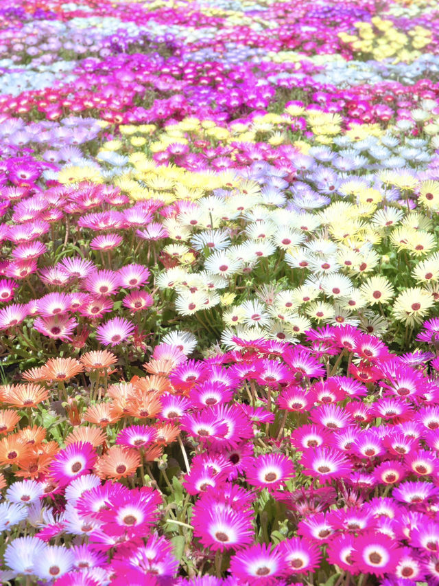 【福岡】博多湾に浮かぶ花の楽園！春色の絶景ピクニック🌼🏝️💖