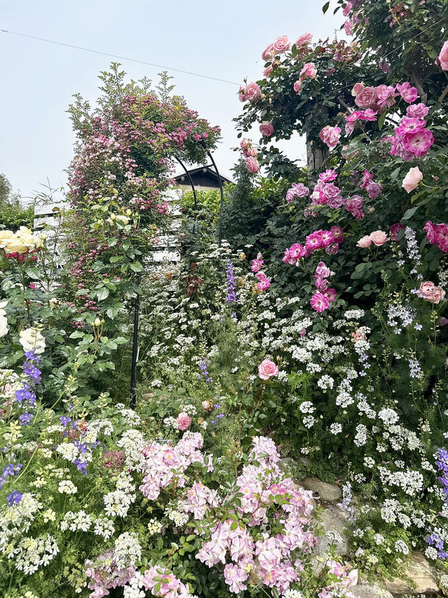 【大分】大分の初夏の有名スポット！華麗なバラ園✨