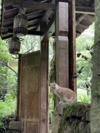 Where to Stay for Peace and Quiet Near Qingcheng Mountain